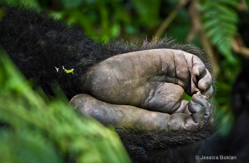 Young gorilla feet  [Habinyanja family] - ID: 11647537 © Jessica Boklan