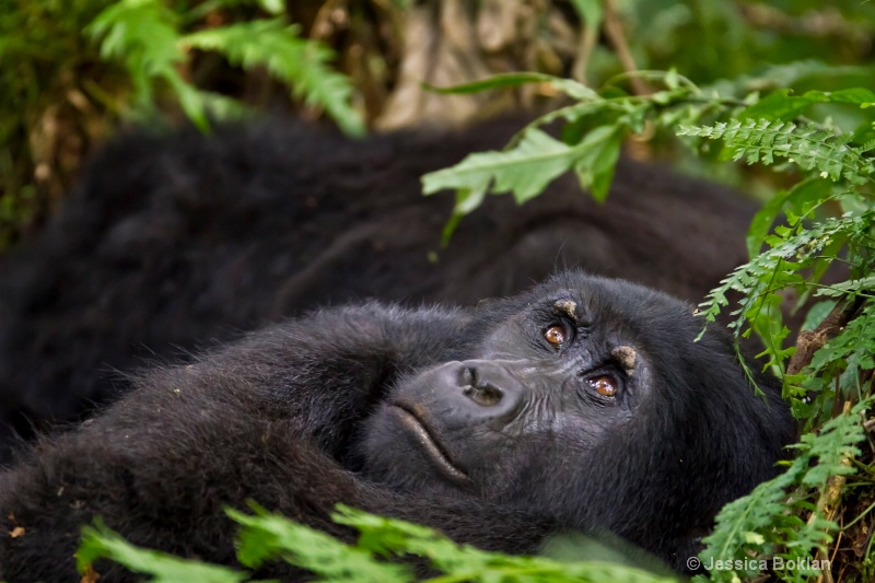 Adult gorilla  [Habinyanja family] - ID: 11647539 © Jessica Boklan