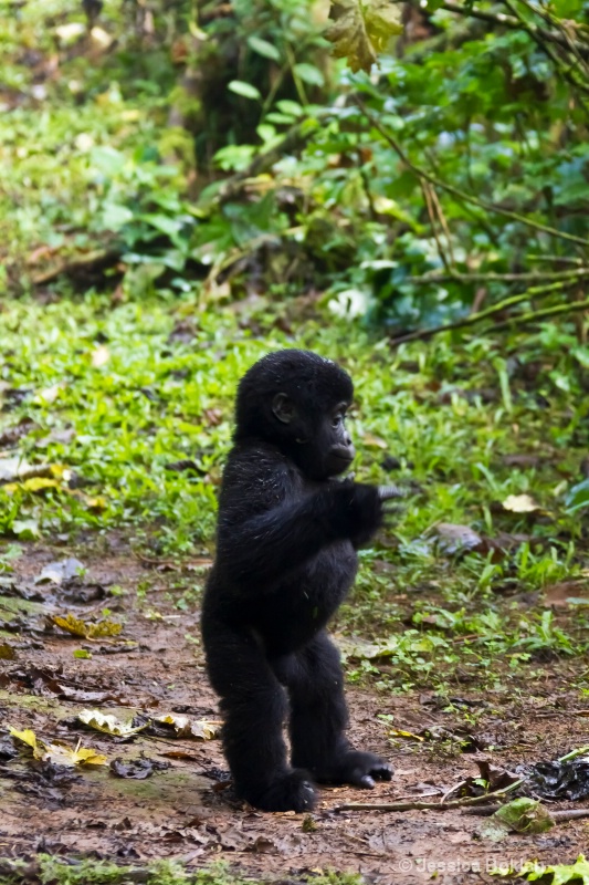 Young gorilla beating chest  [Rushegurs family] - ID: 11647543 © Jessica Boklan