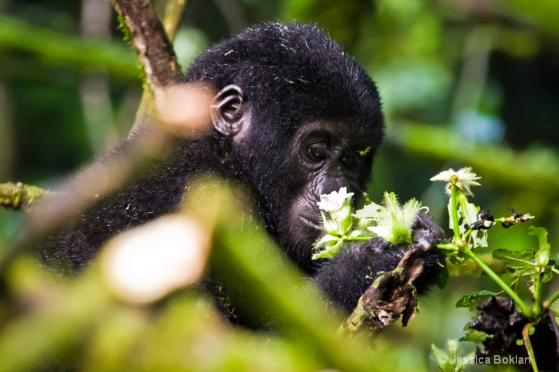 Young gorilla  [Rushegurs family] - ID: 11647547 © Jessica Boklan