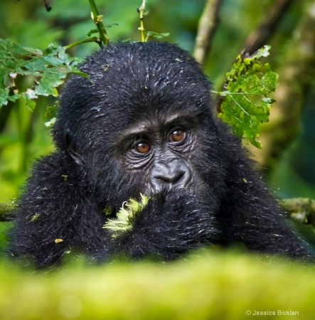 Young gorilla  [Rushegurs family]
