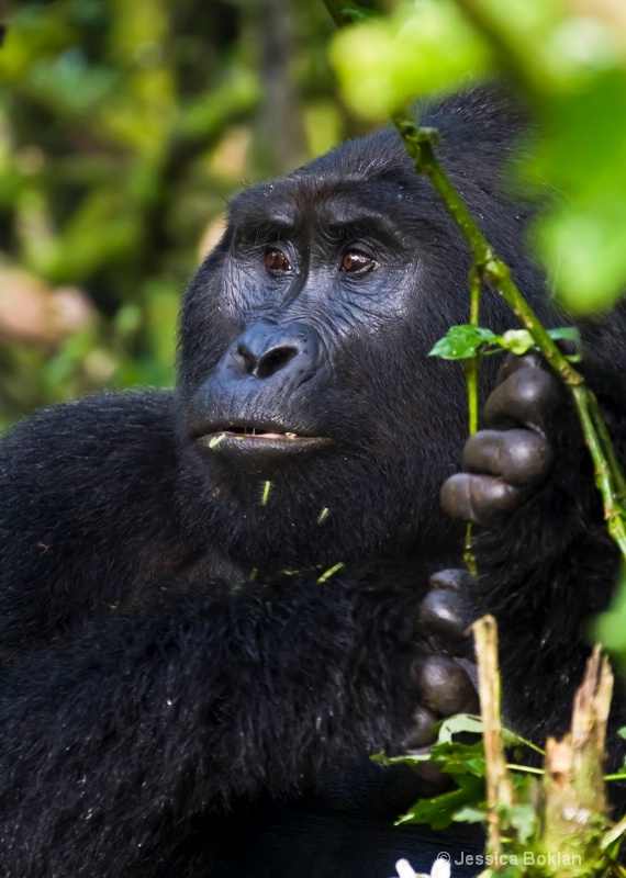 Adult gorilla  [Rushegurs family] - ID: 11647549 © Jessica Boklan