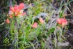 Indian Paintbrush