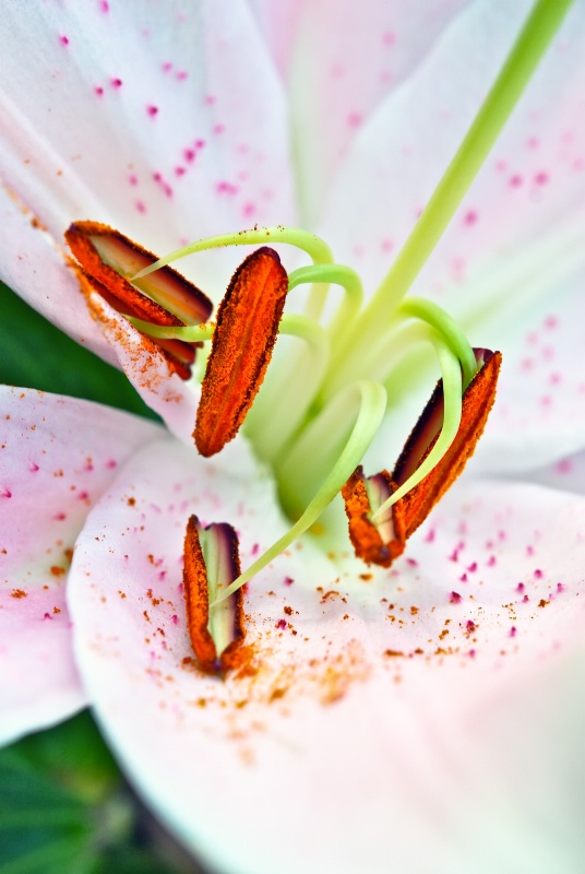 spring
