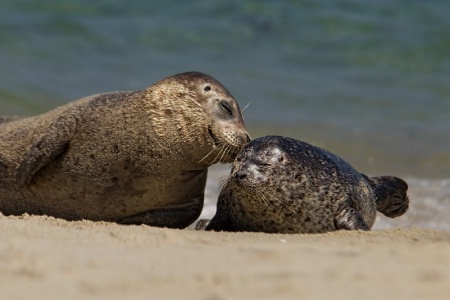 Sealed with a Kiss