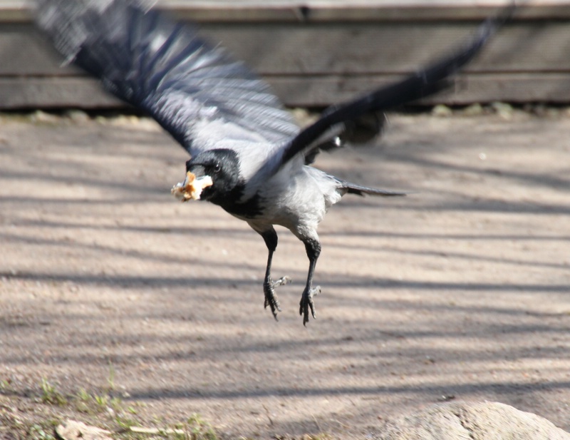 A greedy crow IV