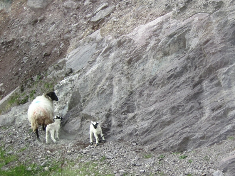 Irish Sheep - ID: 11652577 © Jannalee Muise