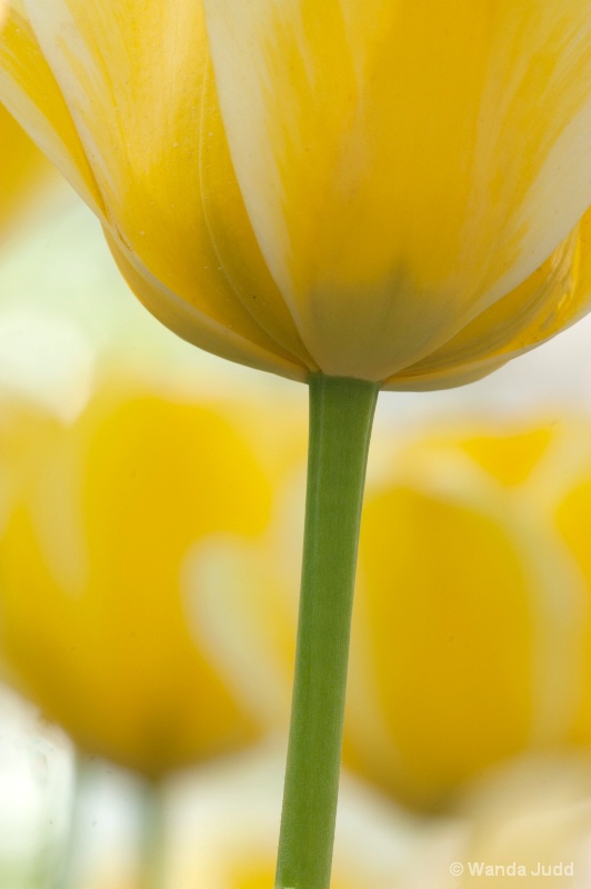 Capitol Tulip - ID: 11652641 © Wanda Judd