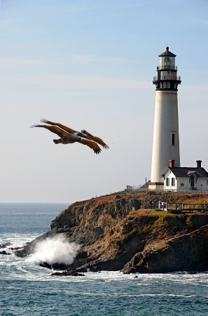 Two Pelicans At Pigeon Point