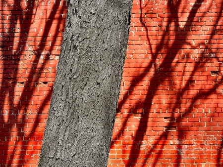 Tree's Shadow