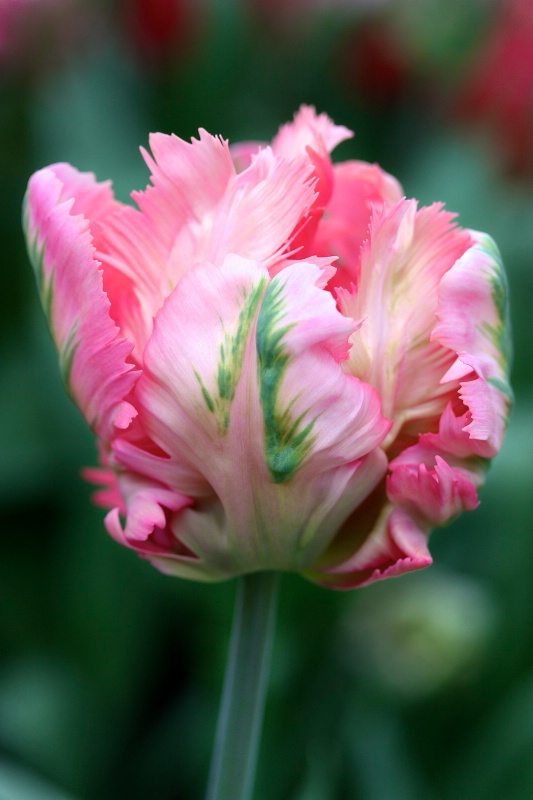 Dutch Tulip