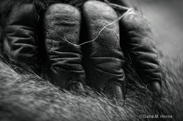 Gorilla Fingers