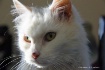 bright eyes
