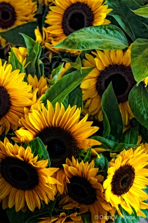 Sunflowers