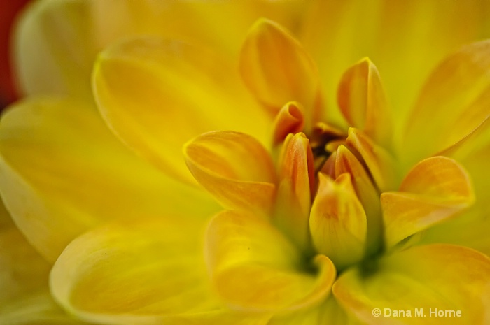 Yellow Macro