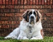 Big Dog