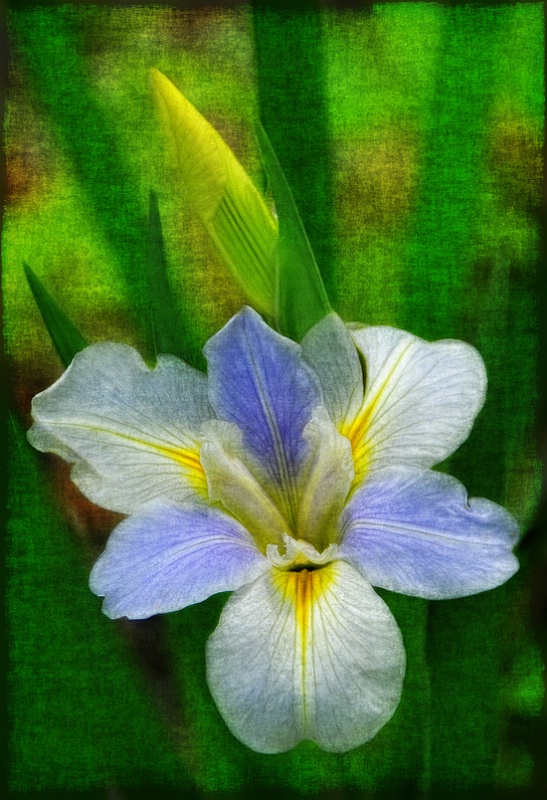 Grungy Iris