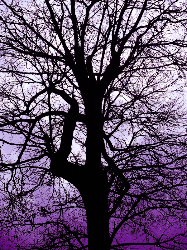 Silhouette in Purple
