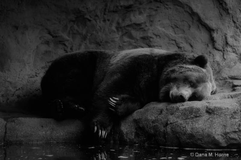 Woodland Park Grizzly - ID: 11660362 © Dana M. Scott