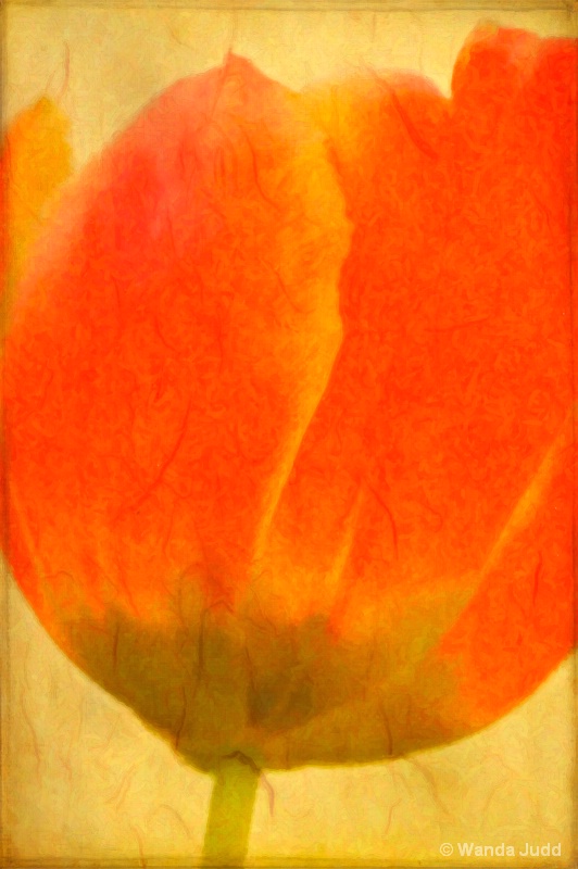 Capitol Tulip - Red - ID: 11660590 © Wanda Judd
