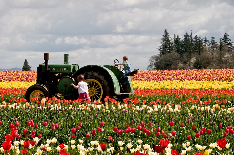 Future Tulip Farmers of America - ID: 11660595 © Denny E. Barnes