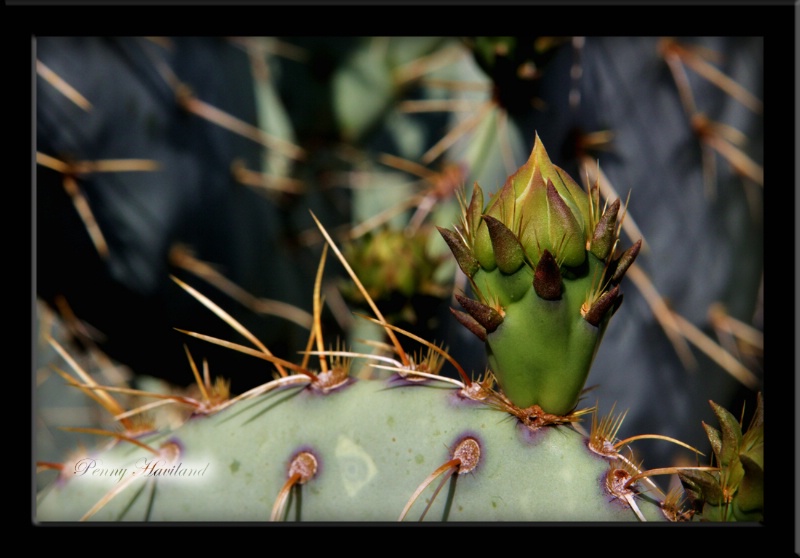 Beavertail Cactus