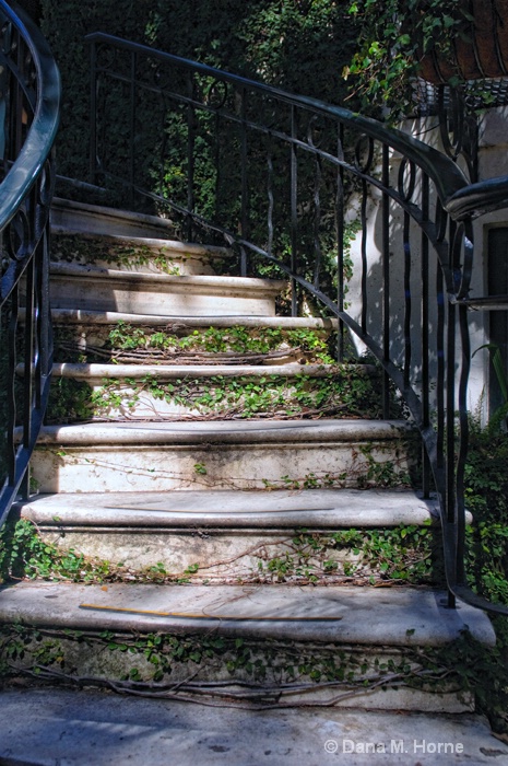 Savannah Steps