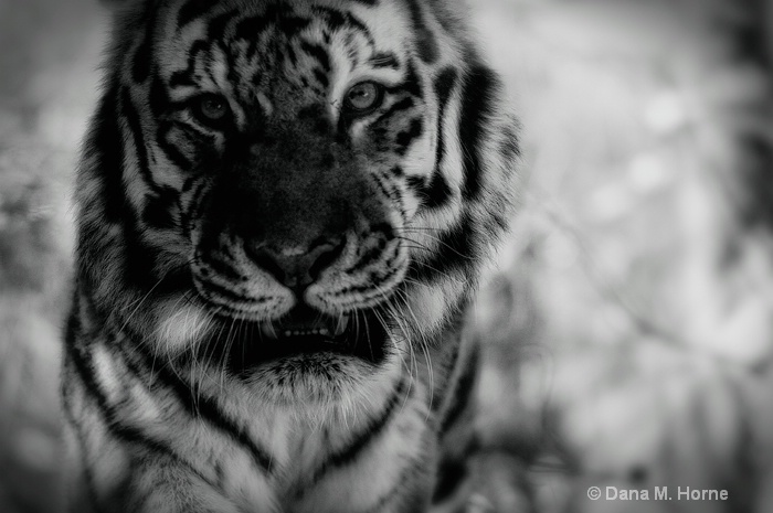 Tiger-Pittsburgh Zoo - ID: 11661433 © Dana M. Scott