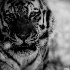2Tiger-Pittsburgh Zoo - ID: 11661433 © Dana M. Scott