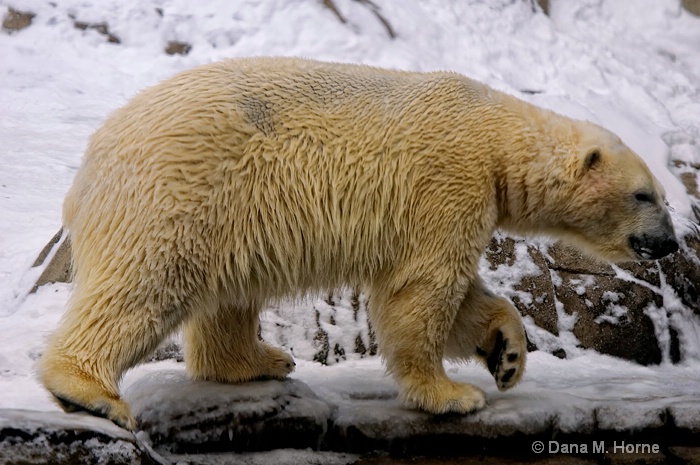 Polar Bear-Pittsburgh Zoo - ID: 11661435 © Dana M. Scott