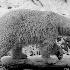 2Polar Bear-Pittsburgh Zoo - ID: 11661435 © Dana M. Scott