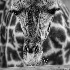 2Giraffe-Houston Zoo - ID: 11661436 © Dana M. Scott