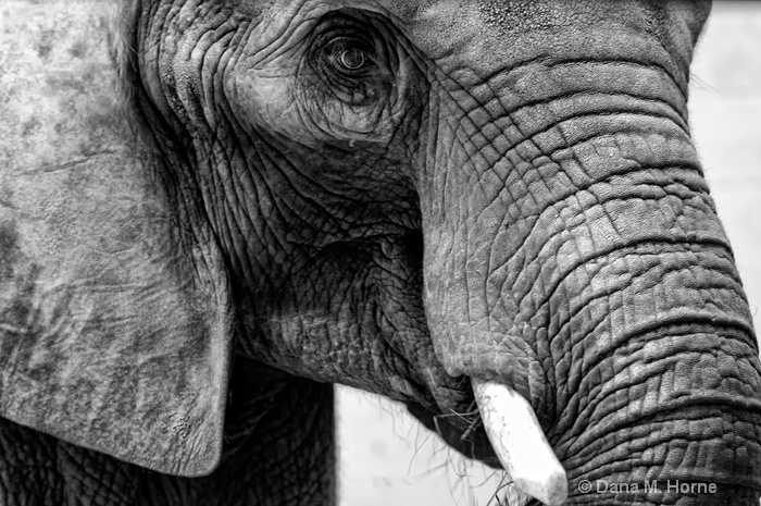 Pittsburgh Zoo-Elephant - ID: 11661438 © Dana M. Scott