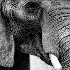 2Pittsburgh Zoo-Elephant - ID: 11661438 © Dana M. Scott