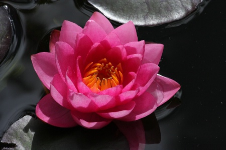 Dark pink water-lily close up