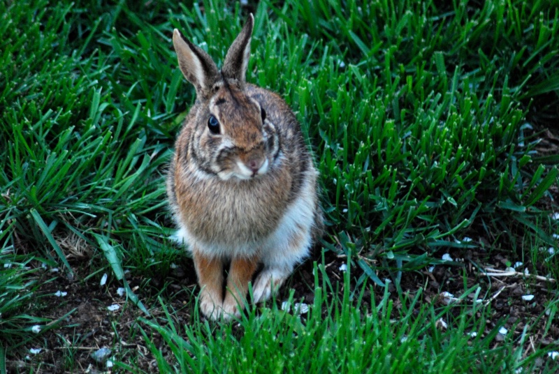 Sunday Evening Visitor