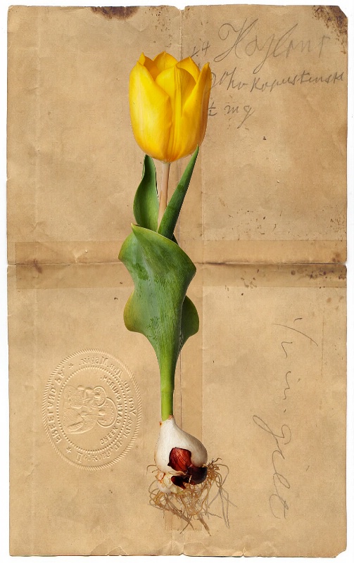 Tulip on Antique Paper