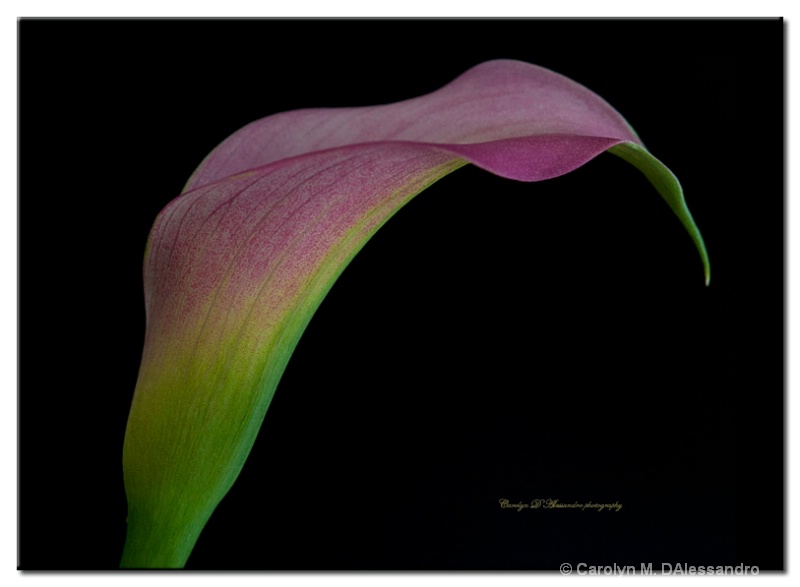 Profile of a Calla lily