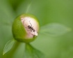 Ants on my plants...