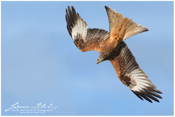 Red Kite dive
