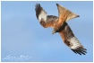 Red Kite dive