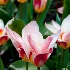 © Kelley J. Heffelfinger PhotoID # 11664439: Sunburst Tulips 