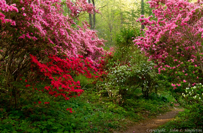 Through the Azaleas - ID: 11665023 © John Singleton