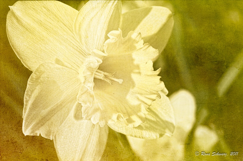 Antique Daffodil