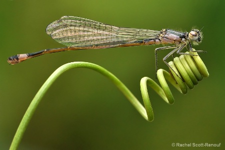 Damselfly.... 