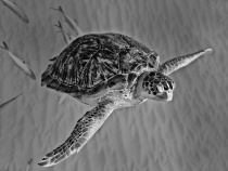 Photography Contest Grand Prize Winner - April 2011: Wild Sea Turtle
