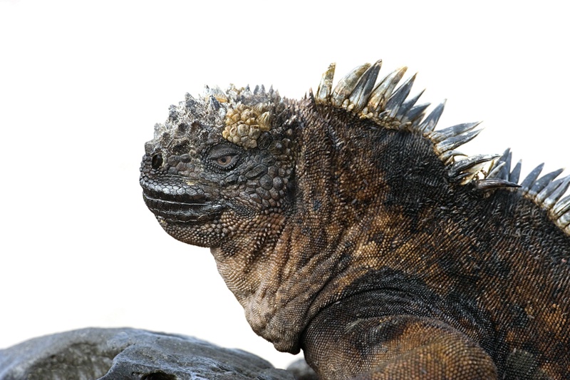 Marine Iguana