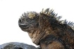 Marine Iguana