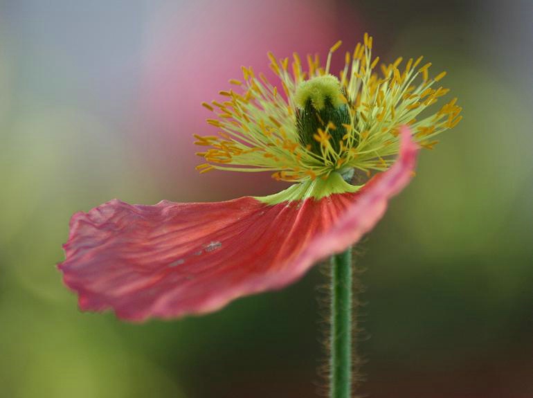 Dancing in the wind