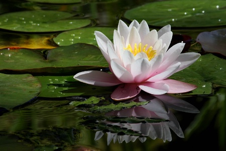 Light pink water-lily with reflection